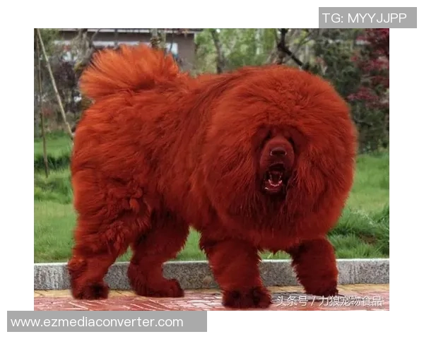 足球明星们的宠物名字大揭秘你知道他们的爱宠都叫啥吗 足球明星们的宠物名字大揭秘你知道他们的爱宠都叫啥吗